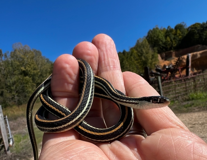 Western Ribbon Snake